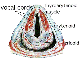 Illustration cross section of vocal folds