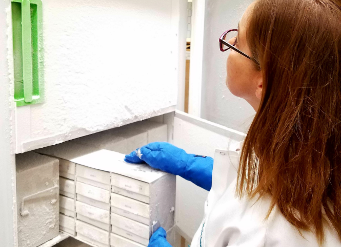 Technician in blue gloves removing drawer of specimens